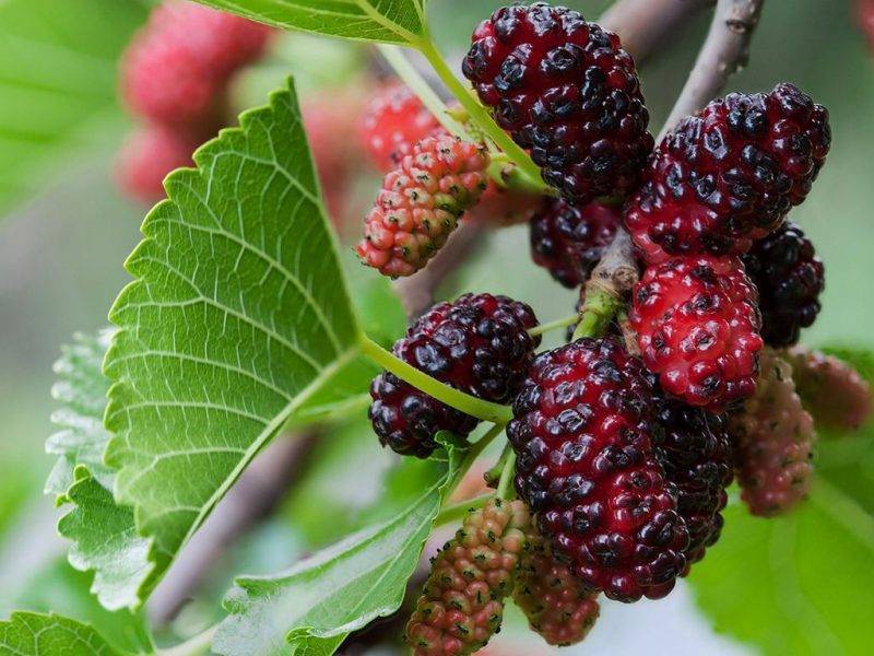 Шелковица купить саженцы из питомнике в Перми