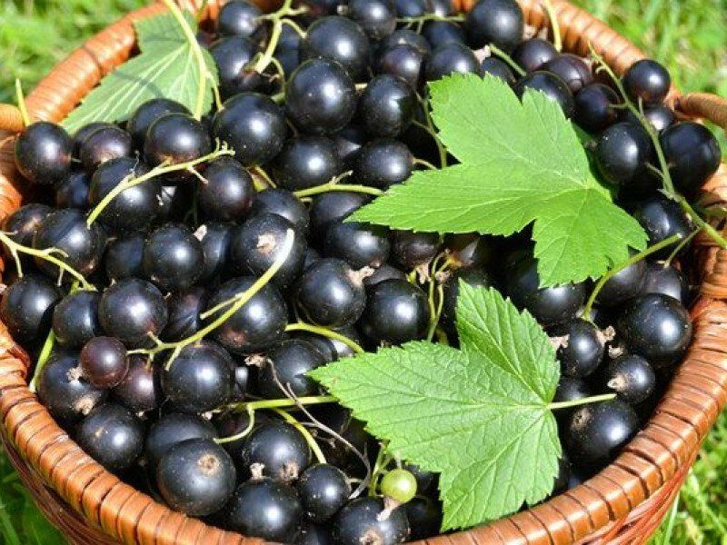 Смородина купить саженцы из питомника в Перми