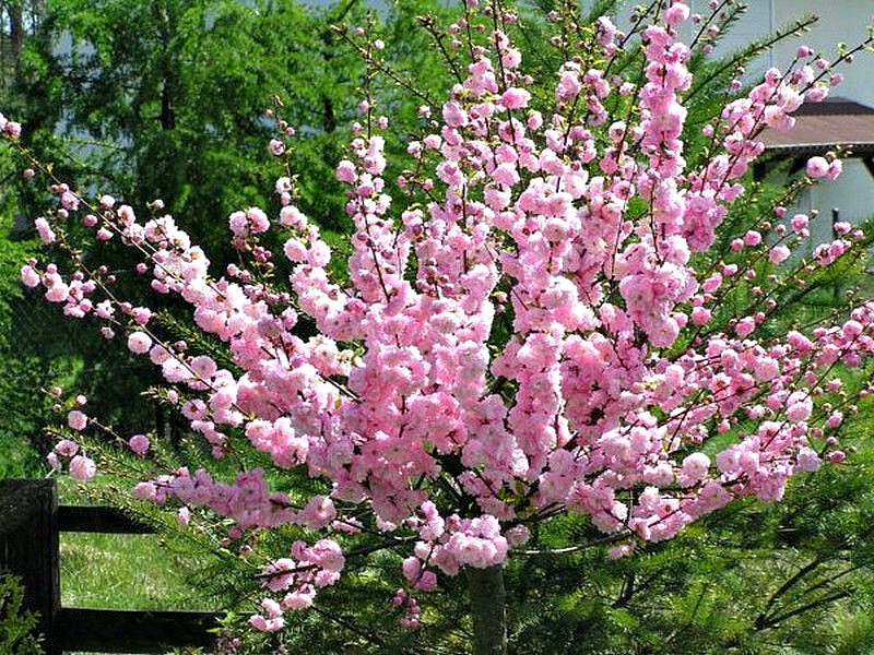 Миндаль купить саженцы из питомника в Перми