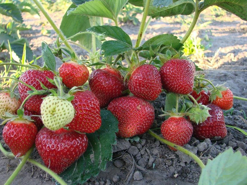 Клубника купить саженцы из питомника в Перми