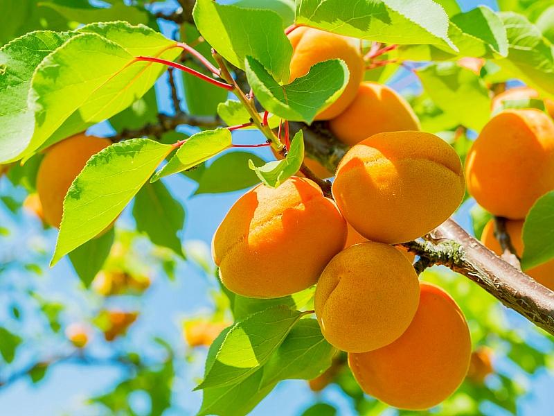 Абрикос купить саженцы из питомнике в Перми
