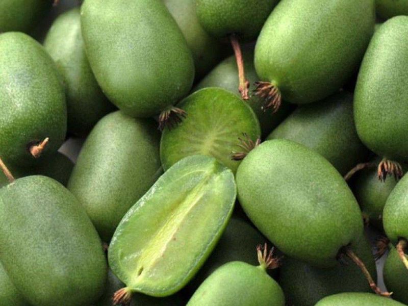 Актинидия купить саженцы из питомнике в Перми