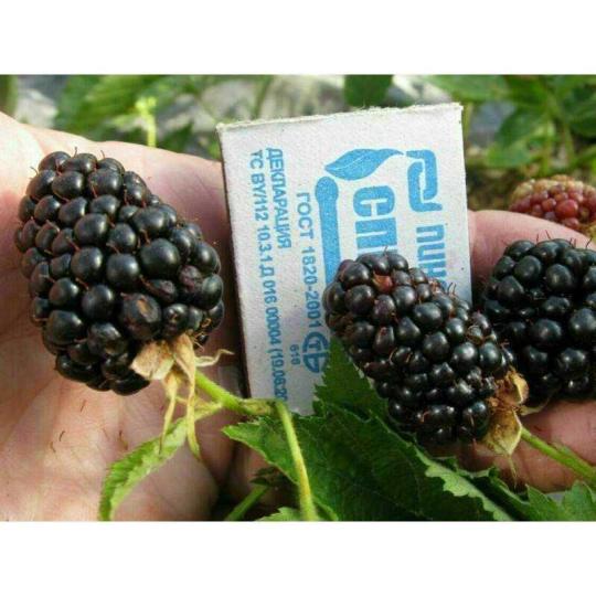 Ежевика "ПРАЙМ АРК 45"