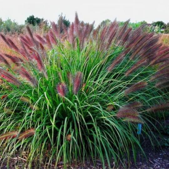 ЛИСОХВОСТ