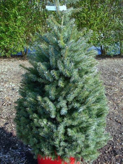 Ель Сербская "ОМОРИКА" 2-х летка (стакан С2)