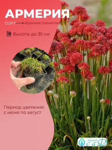 Армерия Красная Планета саженец ЗКС