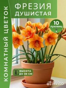 Фрезия Душистая луковицы 10 шт.