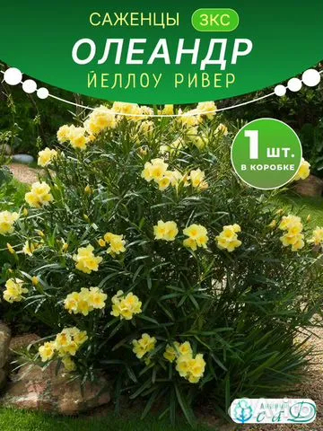 Олеандр Йеллоу Ривер саженец ЗКС