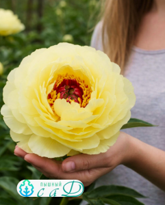 Пион Бартзелла