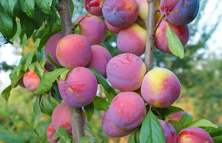 СЛИВА-АБРИКОС "ШЕДЕВР" среднего срока созревания (самоплодный)
