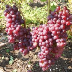 Виноград "ВОЕВОДА"